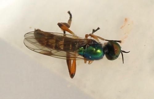 Chorisops tunisiae